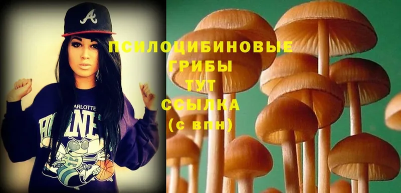 как найти   hydra ССЫЛКА  Галлюциногенные грибы Psilocybe  Берёзовский 